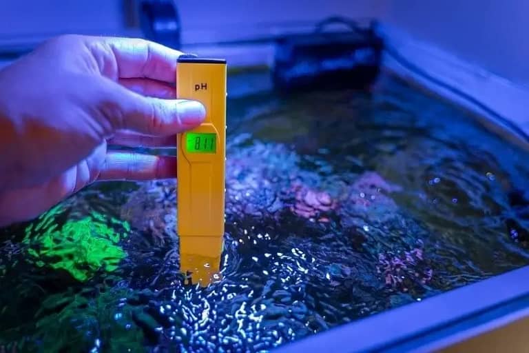 How to Increase Ph in Freshwater Aquarium