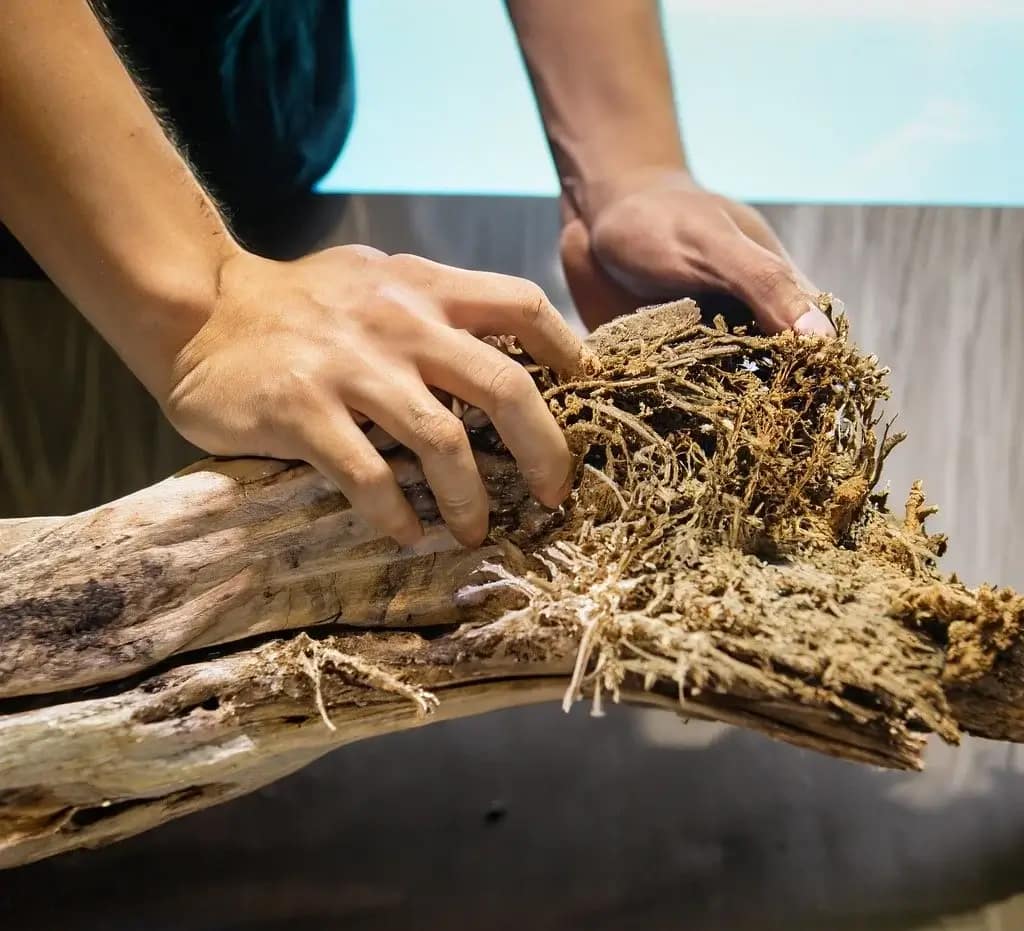 How To Clean Large Driftwood For Aquarium