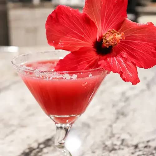 Hibiscus Margarita